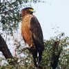 crpant eagle tadoba